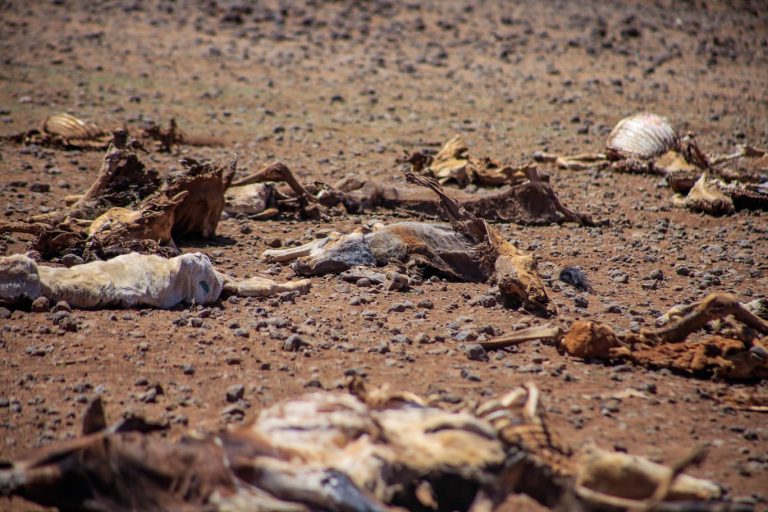 Read more about the article Drought Response Kenya: Inequality Is the Real Crisis