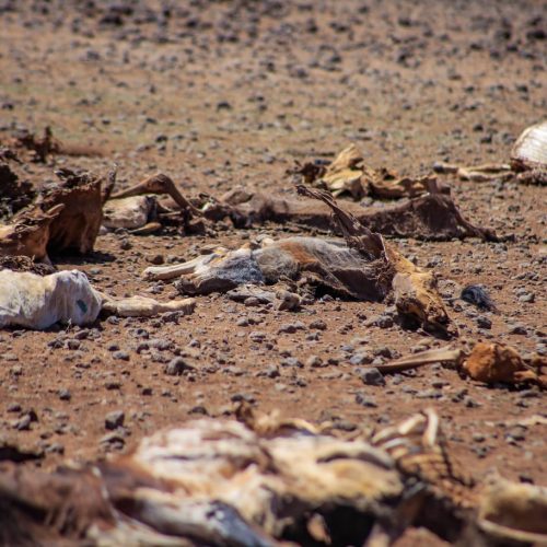 Drought Response Kenya: Inequality Is the Real Crisis