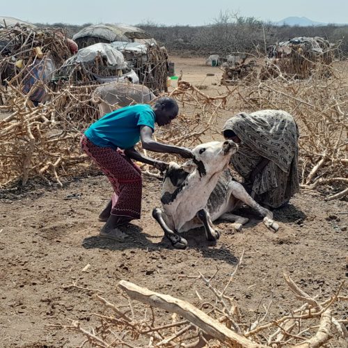 Transforming Arid and Semi-Arid Areas: A Sustainable Approach